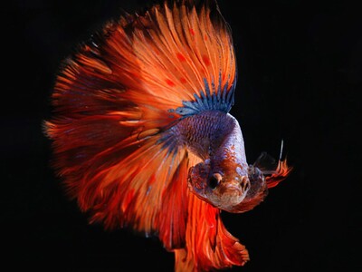 A colorful fish