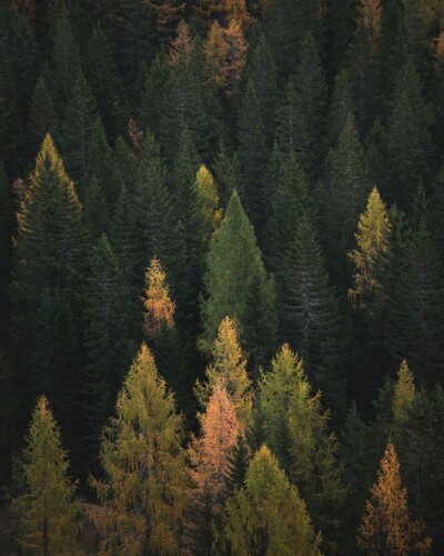 Colorful autumn forest